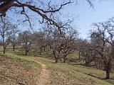 Henry Coe 004